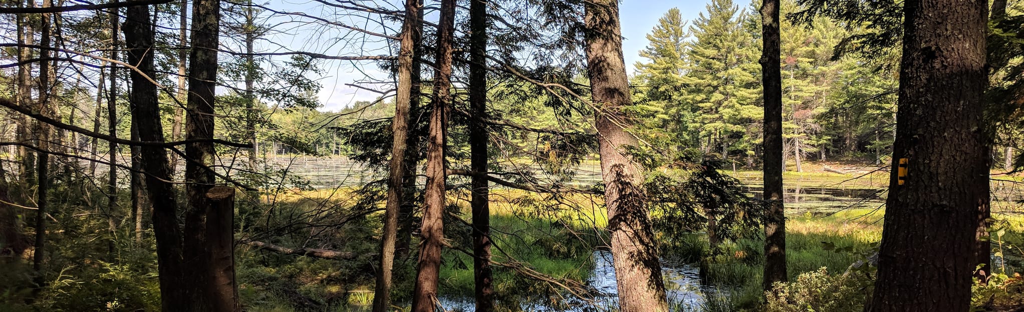 Kimball Pond East Side and Loop Trail 126 Reviews, Map New Hampshire