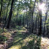 Rose Trail, Pennsylvania - 8 Reviews, Map | AllTrails