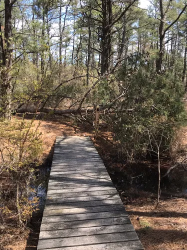 Best Hikes and Trails in Cape Henlopen State Park | AllTrails