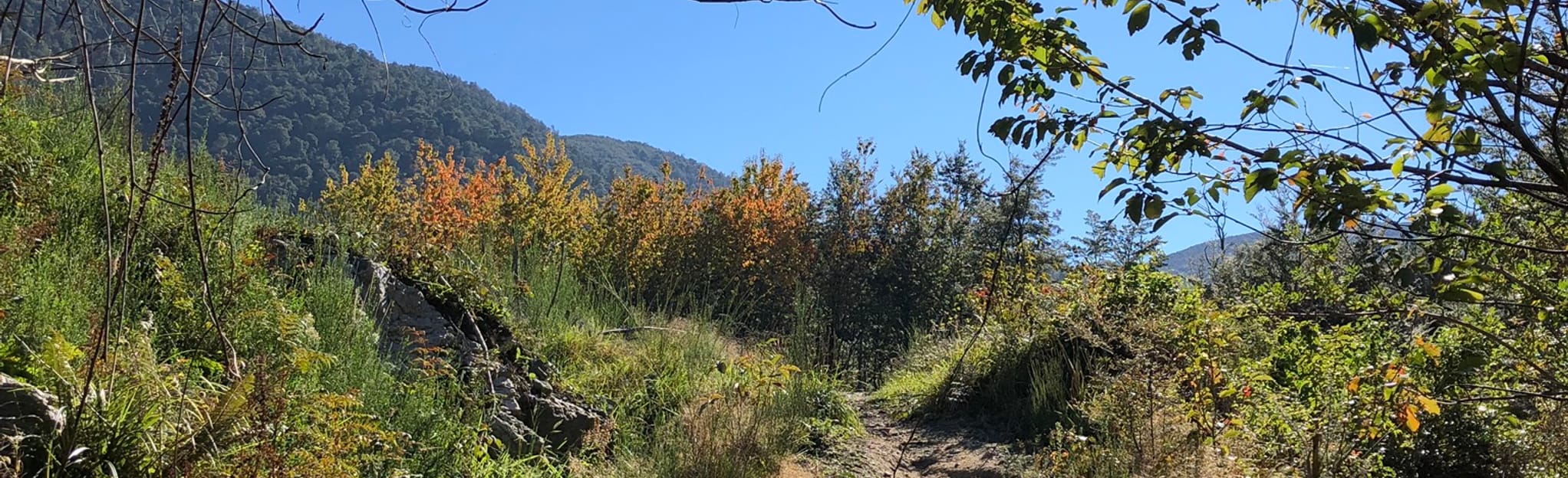 Red Pine and Wooded Gully Track Canterbury, New Zealand AllTrails