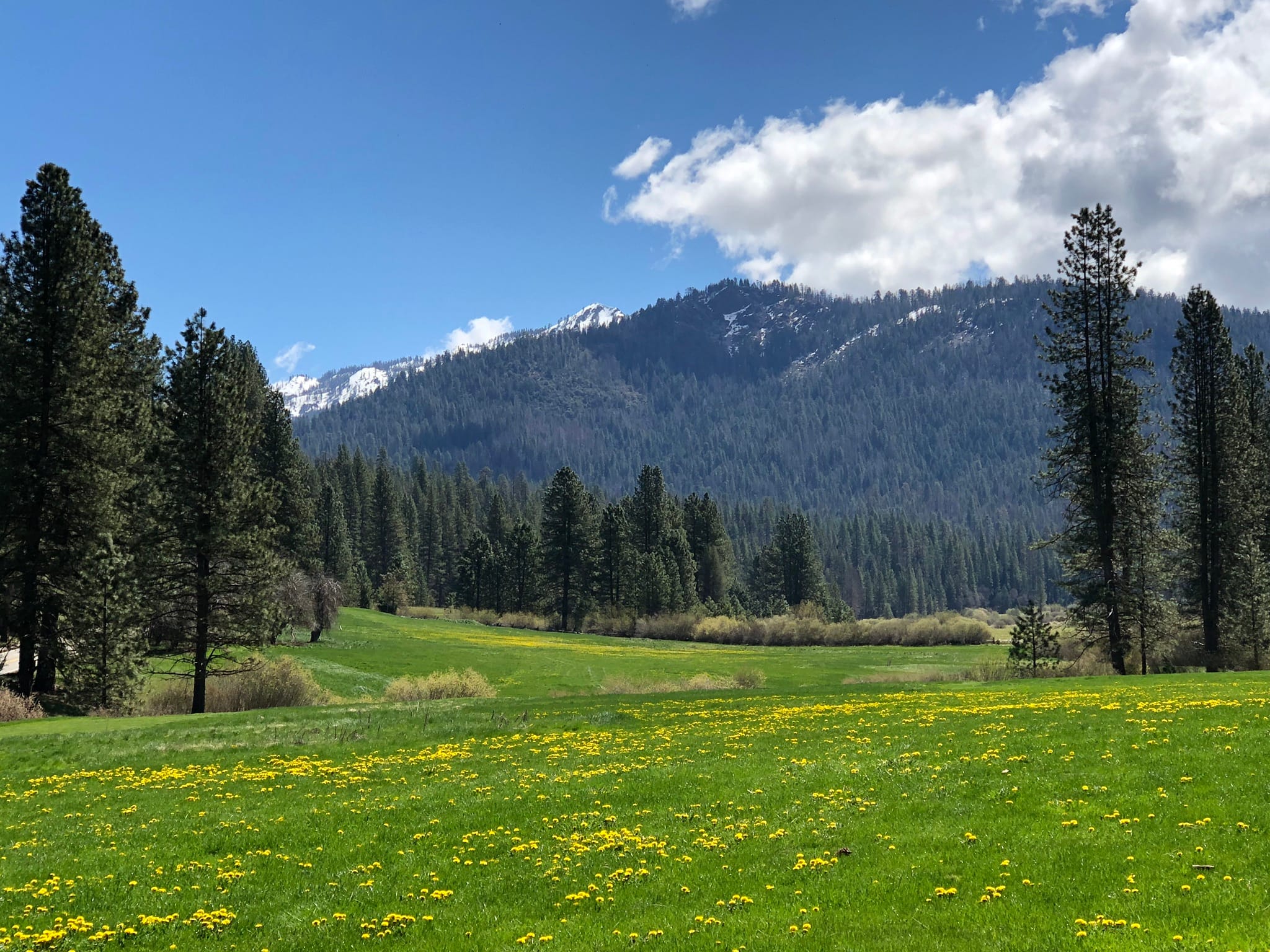 Wawona 2025 meadow loop