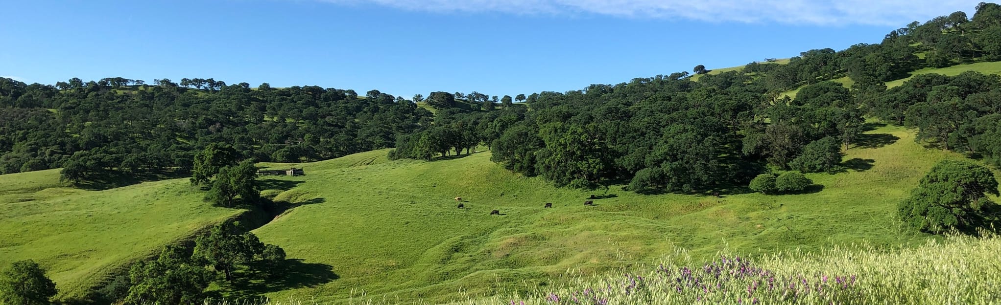 Chaparral, Black Diamond, Nortonville Short Loop 200 Reviews, Map