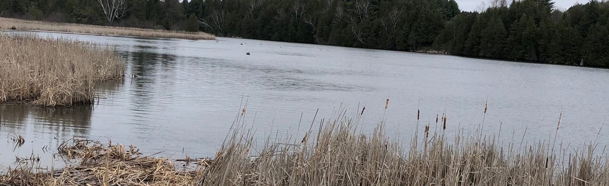 Palgrave Pond Loop, Ontario, Canada 20 Reviews, Map AllTrails