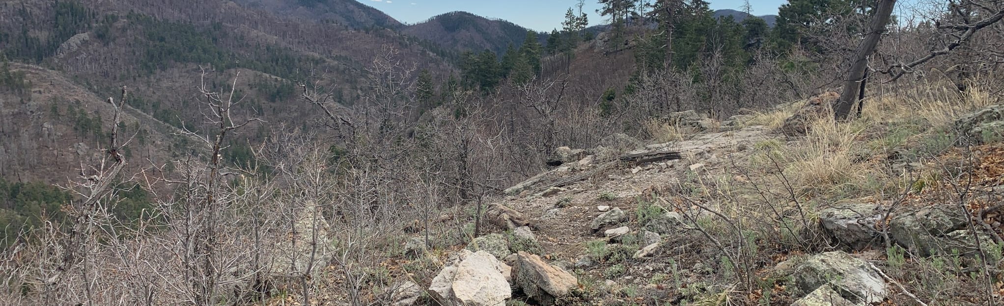 Black Range Crest Trail - New Mexico | AllTrails