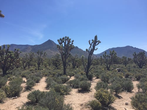 joshua tree forest arizona