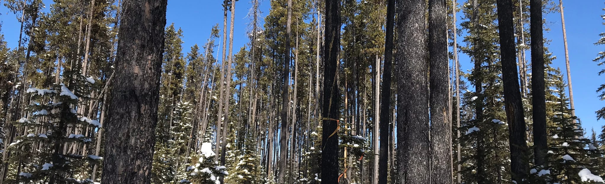 Snowy Vista and Snowy Leon Snowshoe Loop Map, Guide British