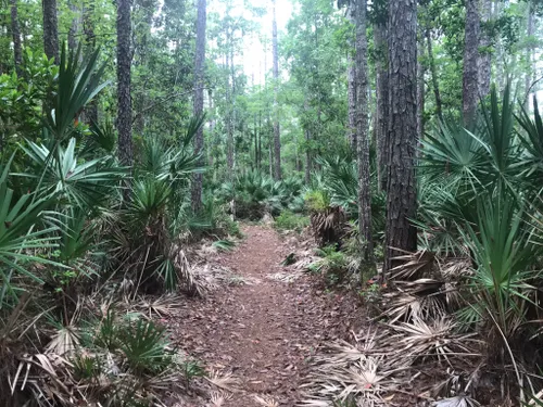 Beacon Hills Trilha da caminhada - Jacksonville, Flórida, EUA