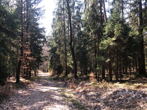 Taxölderner Schlucht zum Aussichtsturm Hirschberg