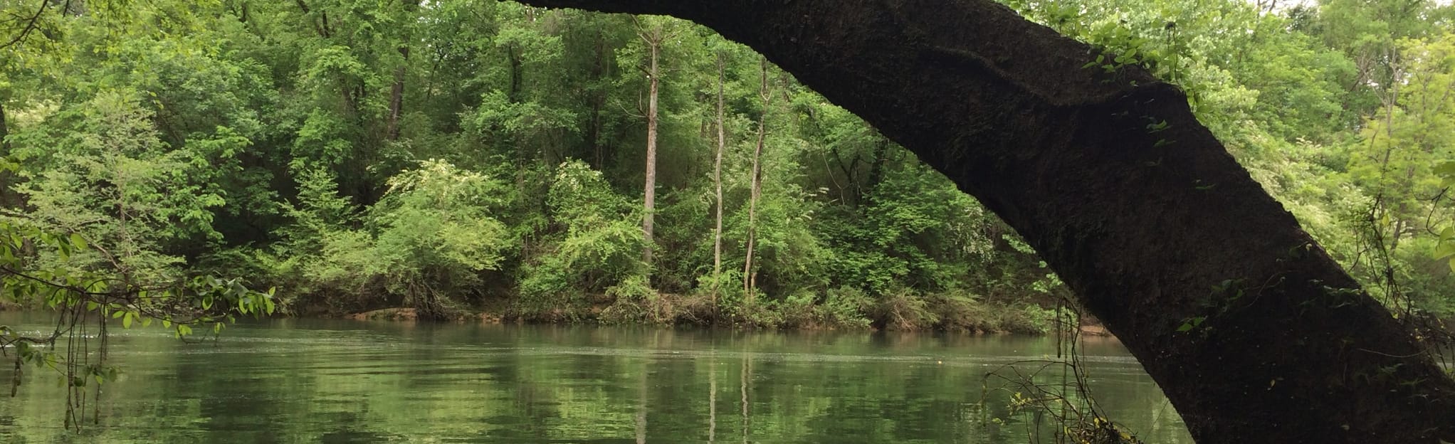 Sipsey River Paddle Trip 6 Reviews, Map Alabama AllTrails