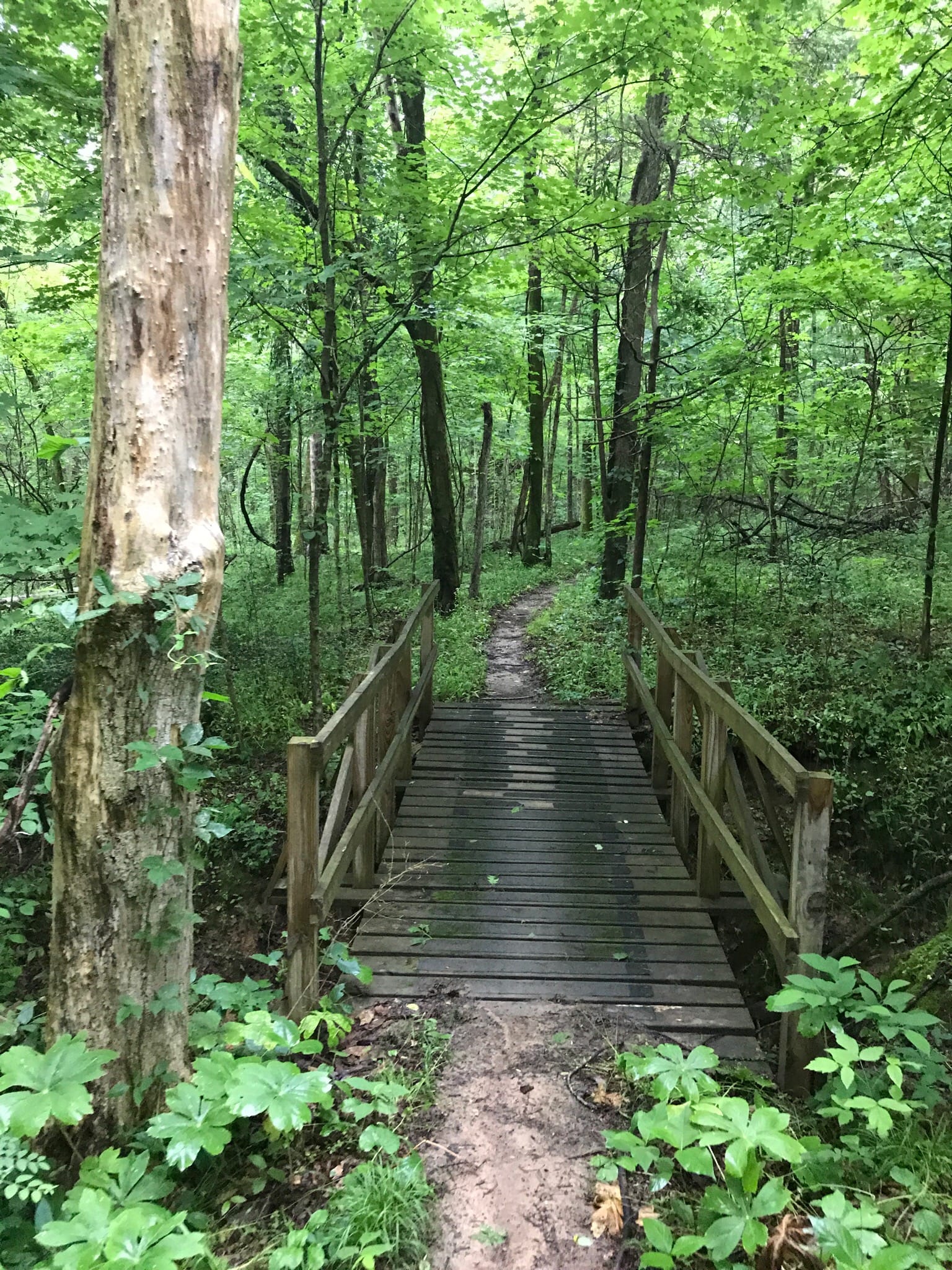 Cane ridge 2025 mountain bike trail