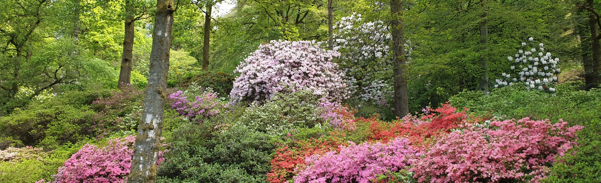 Ambleside and Stagshaw Gardens Circular 119 Fotos Cumbria, England