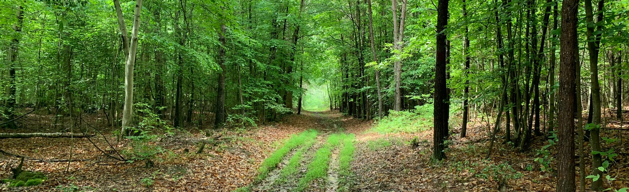 Doncaster Demonstration Forest Red Trail 72 foto Maryland AllTrails