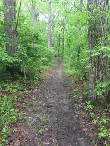 Best Hikes and Trails in Lincolns New Salem State Park | AllTrails