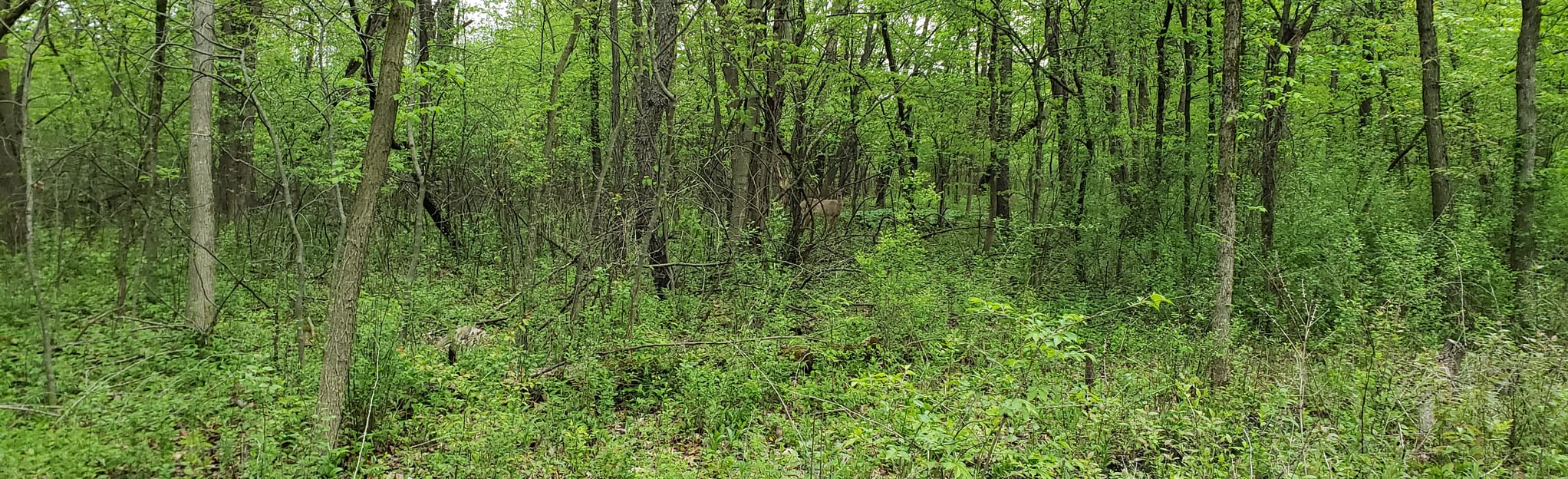 DuPage River Trail: Hammel Woods, Illinois - 155 Reviews, Map | AllTrails