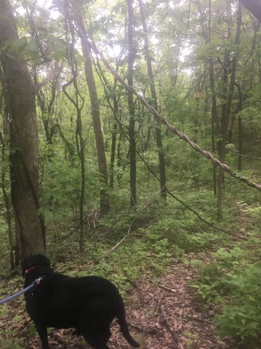 Best Hikes and Trails in Buckeye Greenway AllTrails