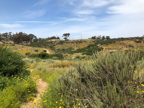 are dogs allowed in balboa park hiking trails