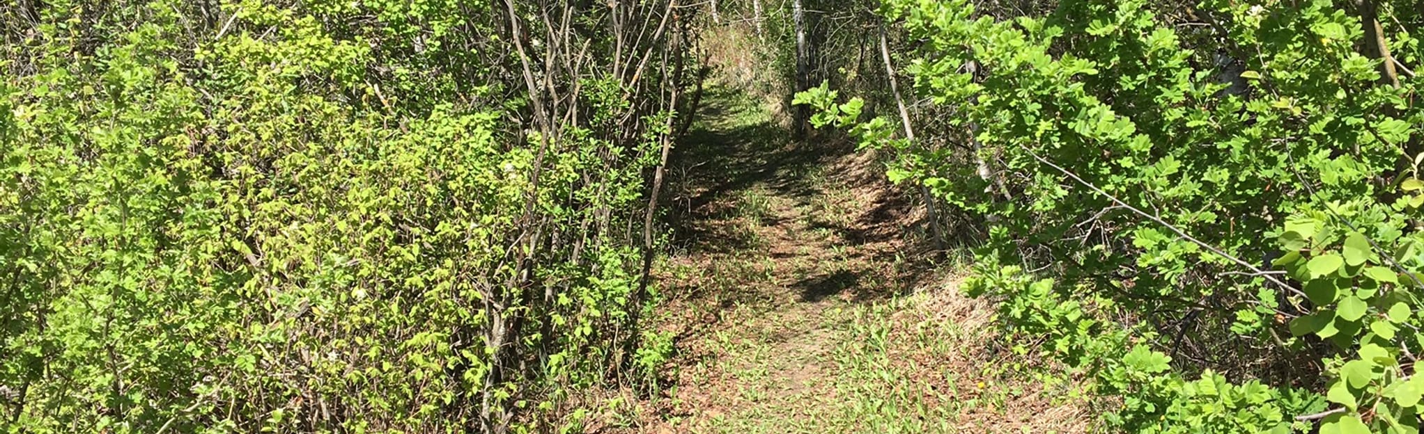 paper-birch-trail-saskatchewan-canada-map-guide-alltrails