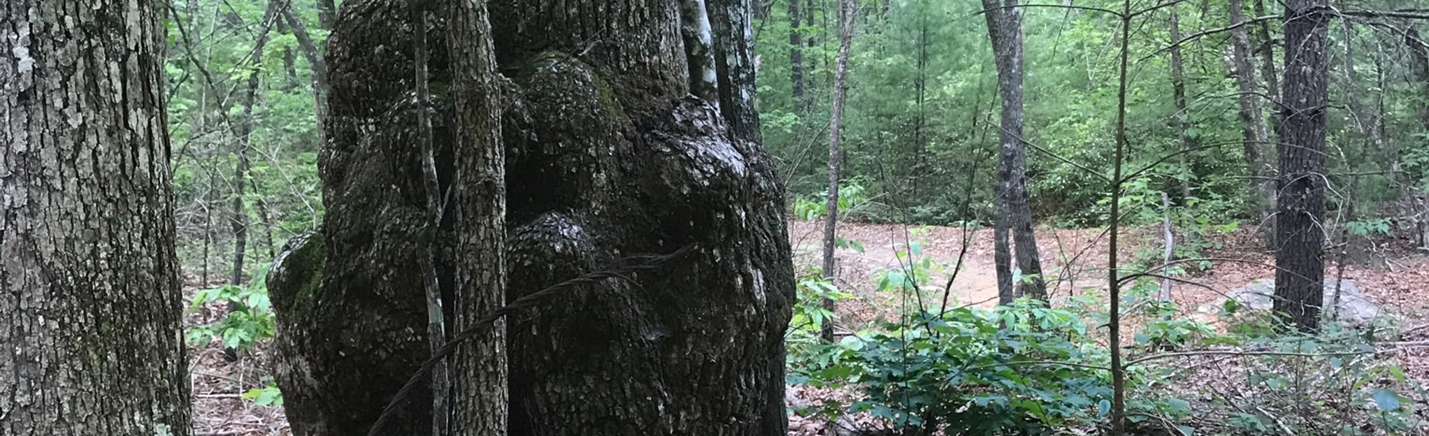 Turkey Knob Road and Briery Fork Loop 1 Reviews, Map North Carolina