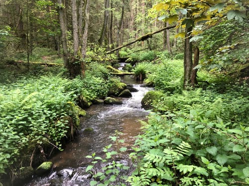 Wanderung Lerautal 2: Zur Felsengruppe Hohes Bäuml