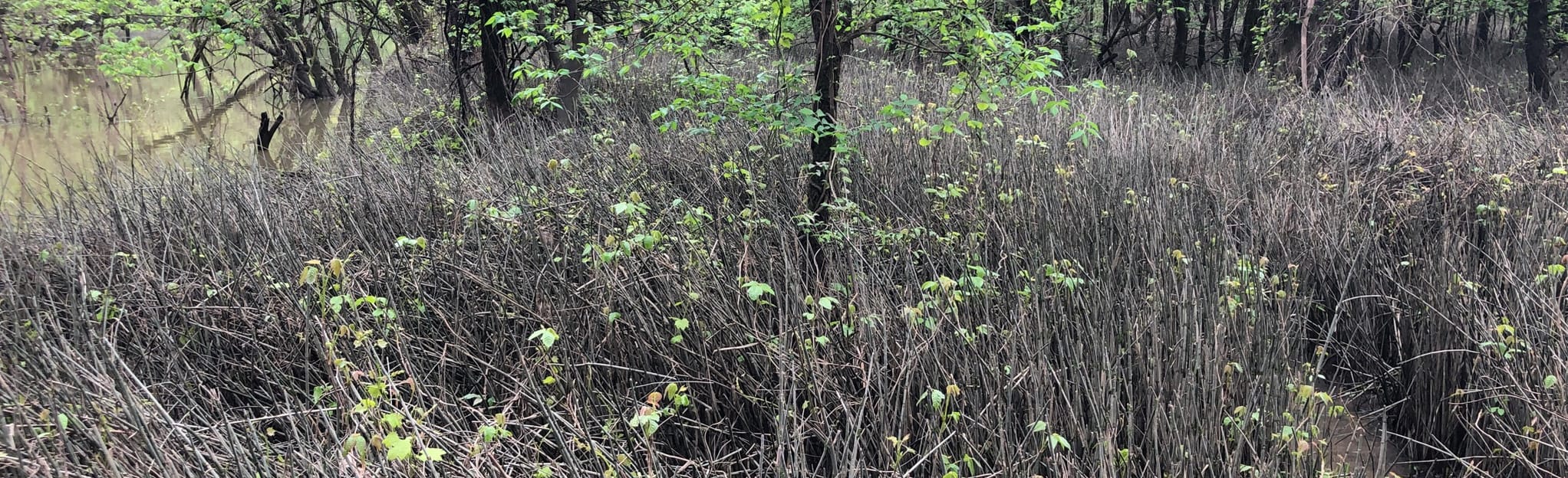 Paint Creek South Loop Bridle Trail 13 Reviews, Map Ohio AllTrails