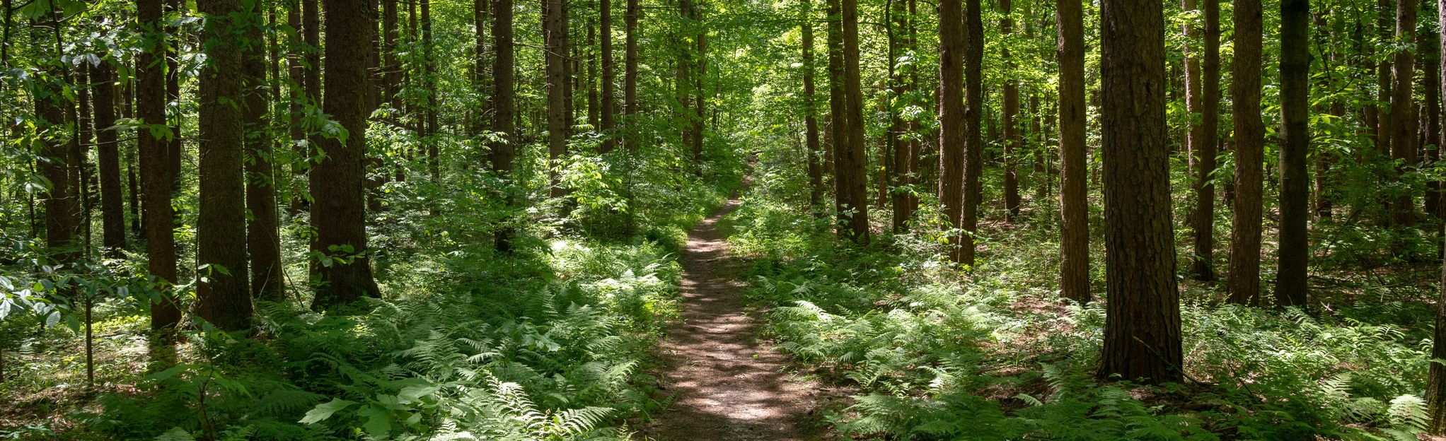 Stinchfield Woods from Toma Road, Michigan - 140 Reviews, Map | AllTrails