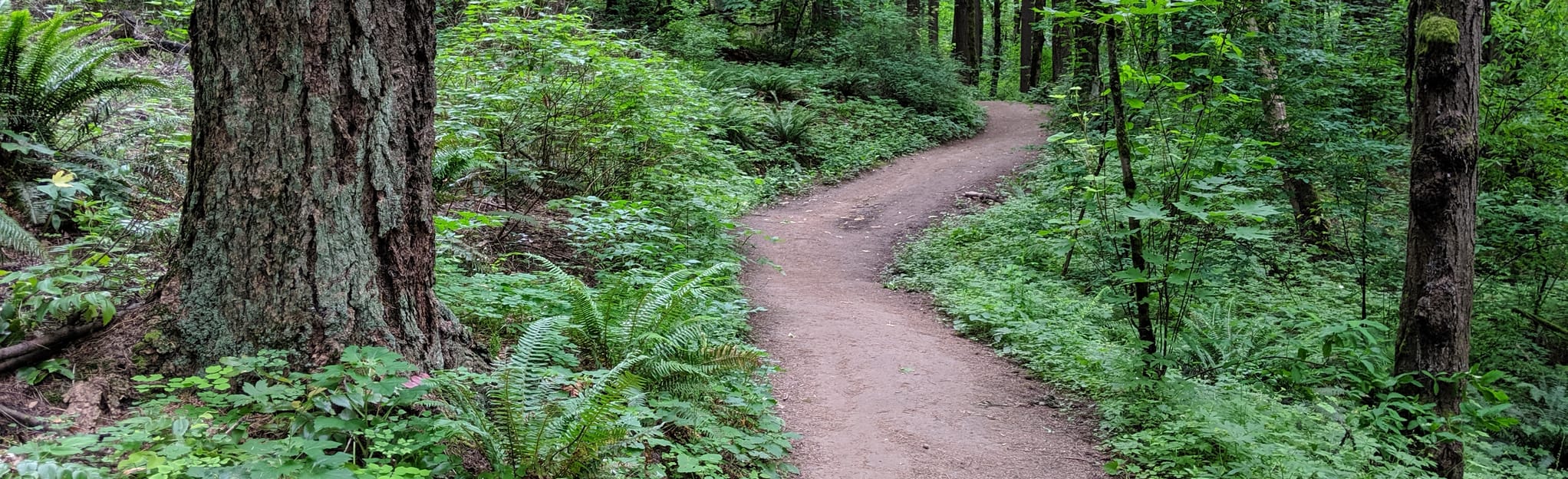 Wildwood Trail from Macleay Park, Oregon 335 Reviews, Map AllTrails