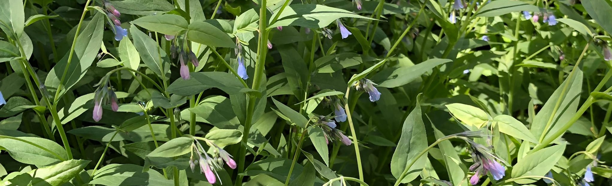 Curtis Creek Trail 19 Reviews, Map Utah AllTrails