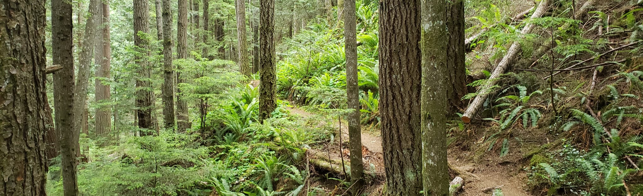 Beeline, Yellow, Quatchi and Jail Trail, British Columbia, Canada 7