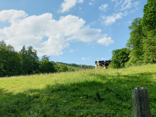Idyllische Bäche und Höhen nördlich der Rurtalsperre