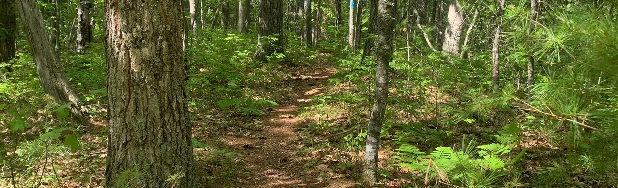 Atlantic White Cedar Trail via Clayton Trail, Maine 48 Reviews, Map