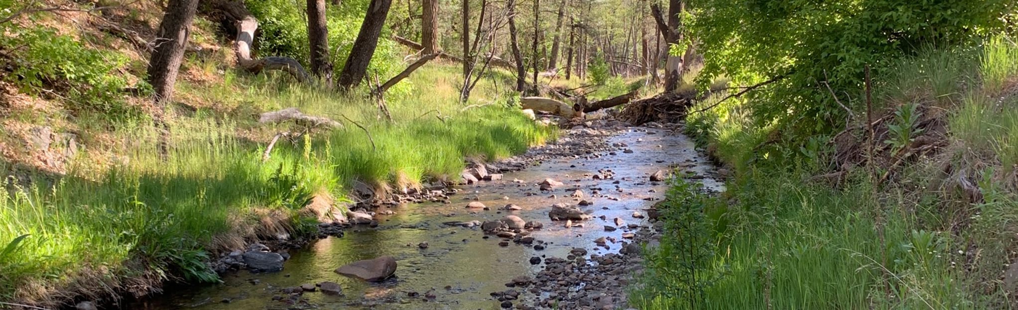 Mimbres River Trail 39 Fotos NewMexiko AllTrails