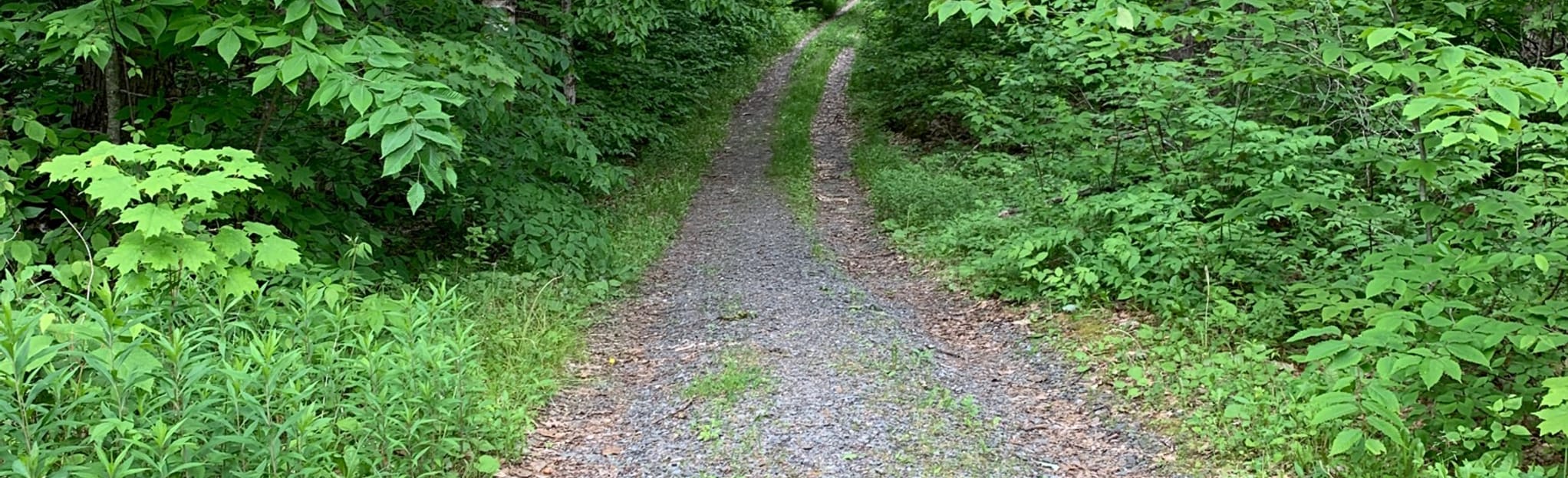 Lyme Pinnacle Loop, New Hampshire 59 Reviews, Map AllTrails