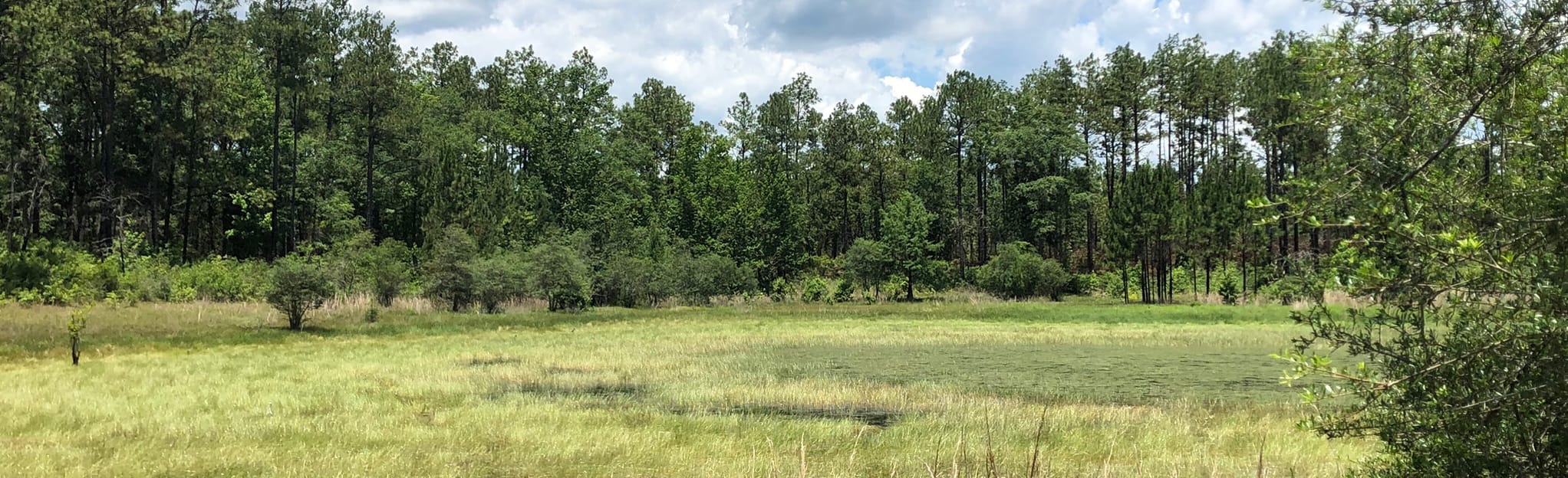 Conecuh North Loop Trail, Alabama 42 Reviews, Map AllTrails