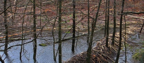 Thönbach, Althubertushöhe, Drei Augen Wanderweg