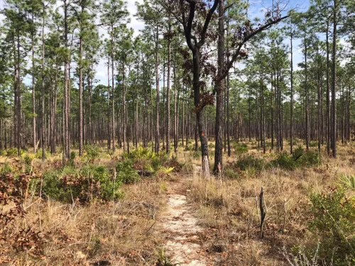 10 Best Hikes and Trails in Ocala National Forest | AllTrails