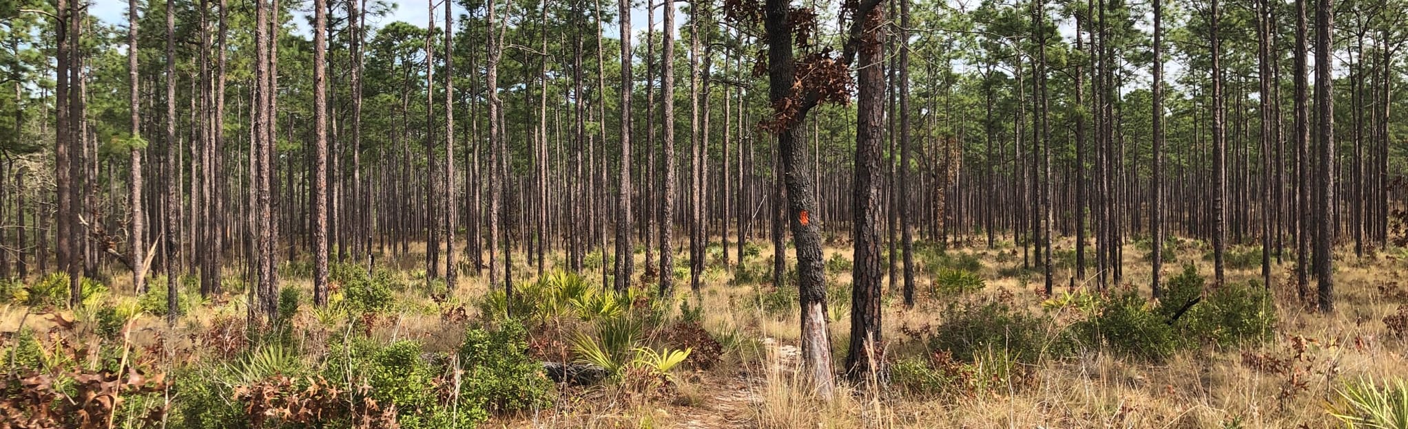 Florida Trail Alexander Springs to Juniper Springs, Florida 94