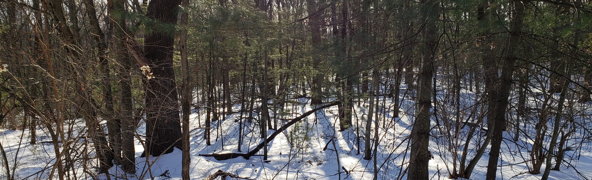 Prospect Park Loop, Massachusetts 130 Reviews, Map AllTrails