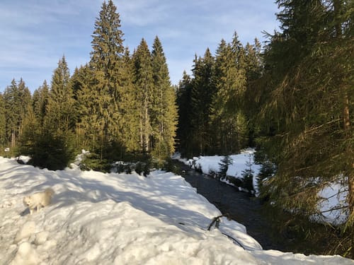 Entlang des Schmalzbachs zum Schwellhäusl
