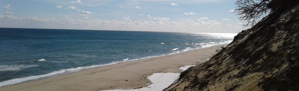 are dogs allowed on beaches in truro mass