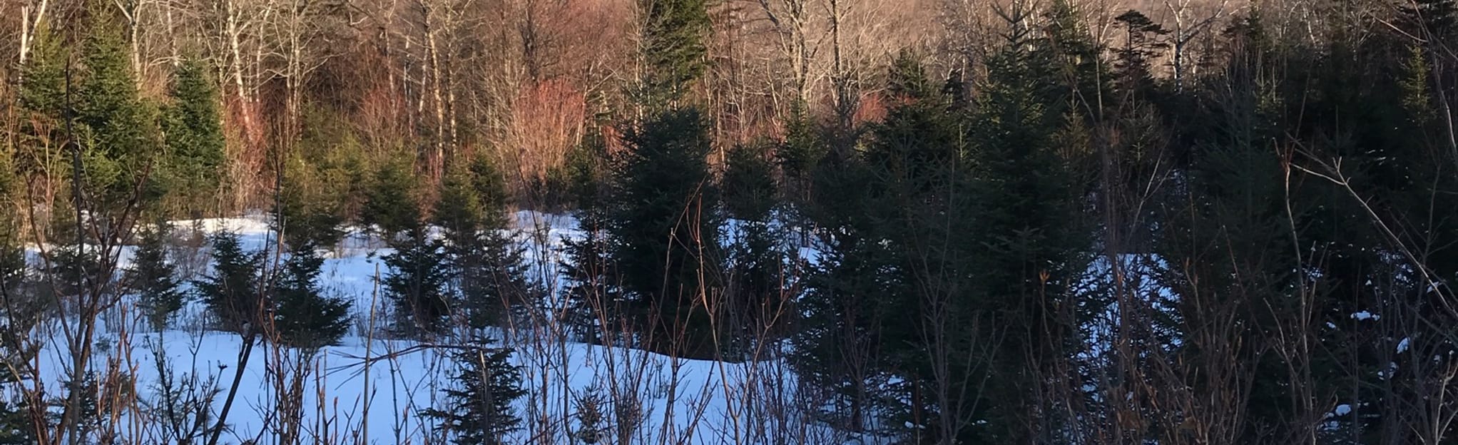 Beaver Brook Recreation Area Loop, New Hampshire 25 Reviews, Map