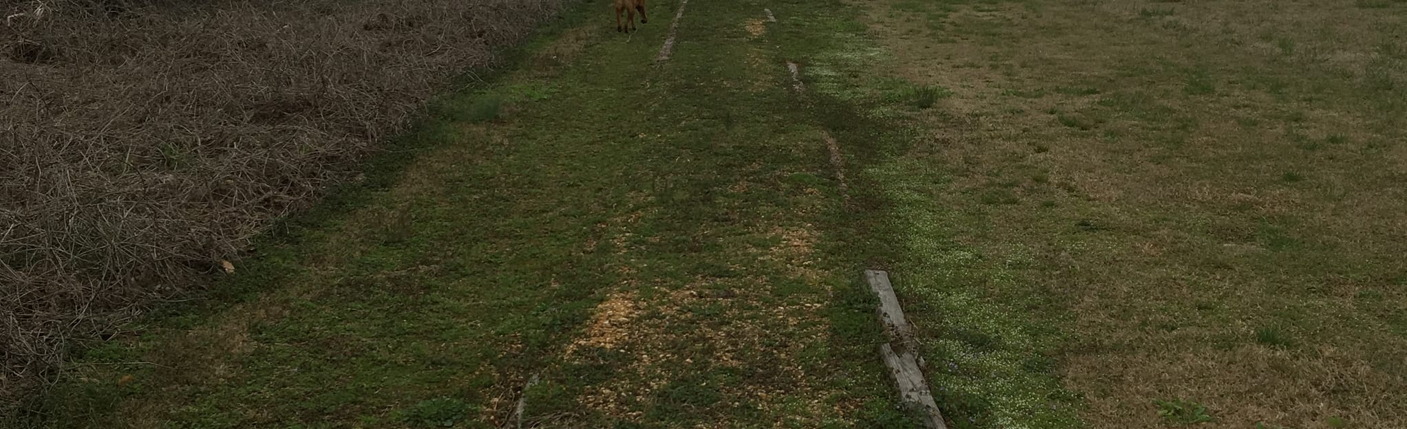 Ingomar Mounds Trail, Mississippi 16 Reviews, Map AllTrails