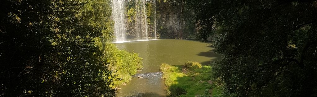 are dogs allowed at dangar falls