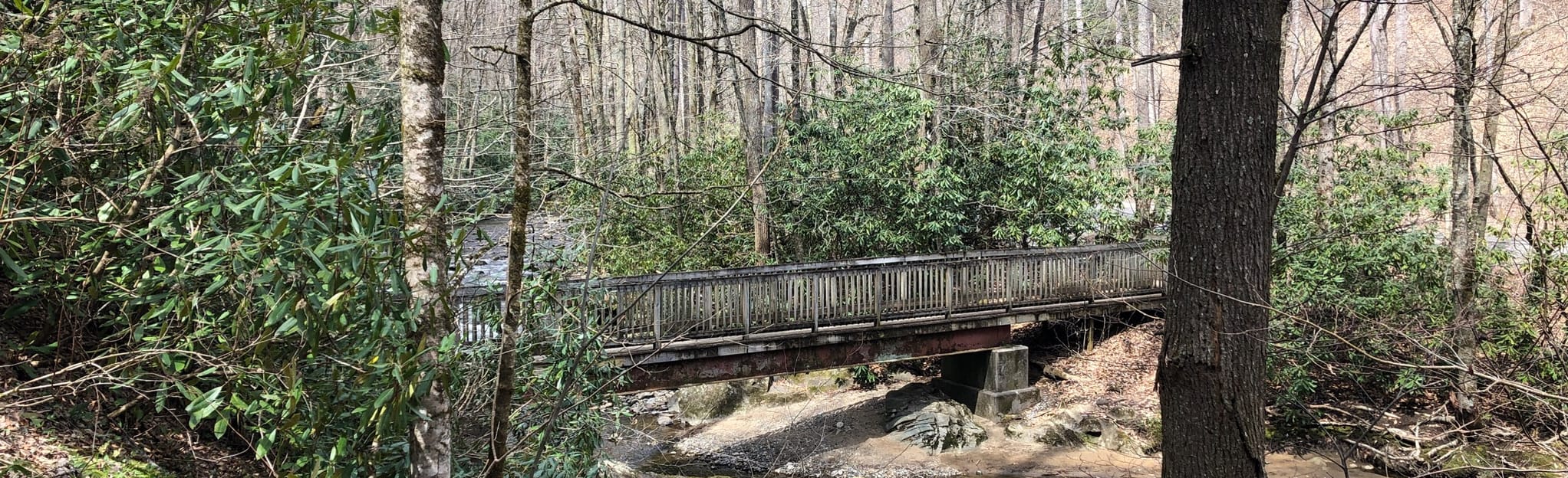 AllTrails Roan Mountain Forest Road Trail 31 Reviews, Map Tennessee