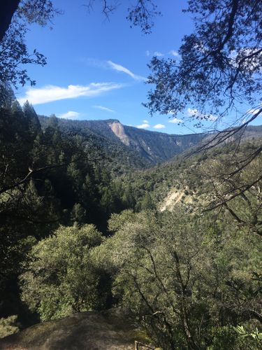 are dogs allowed in angelenos forest