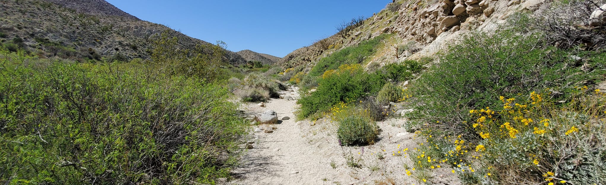 Agua Caliente Hot Spring, California 28 Reviews, Map AllTrails