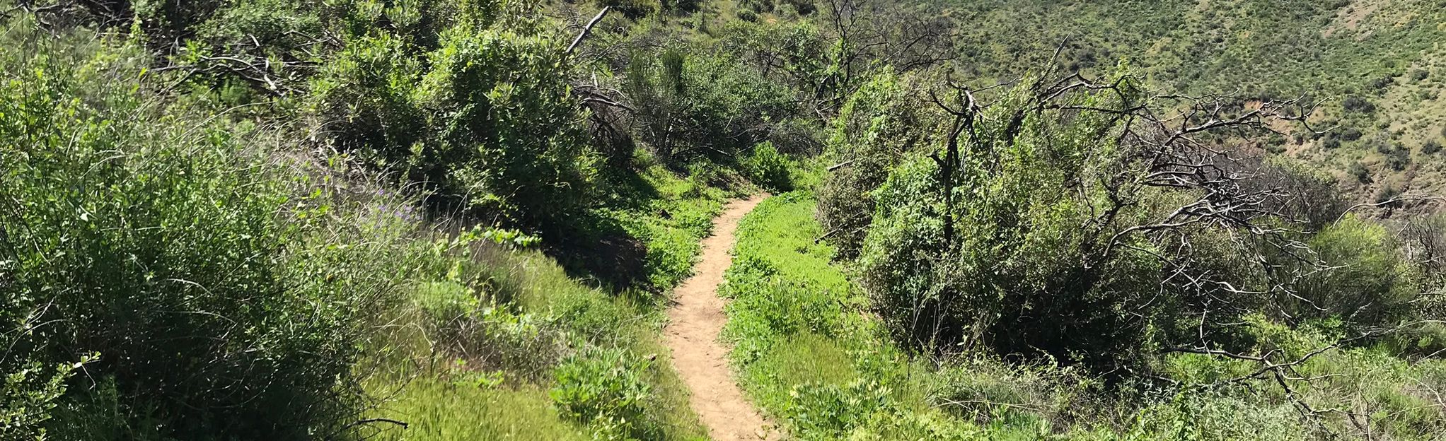 Aliso Canyon Trail: 314 Reviews, Map - California | AllTrails