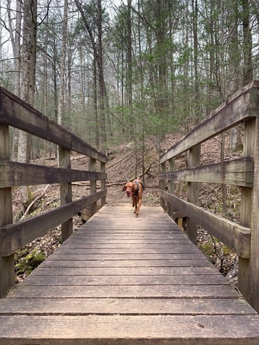 Vogel State Park Hiking Best 10 Trails In Vogel State Park | Alltrails