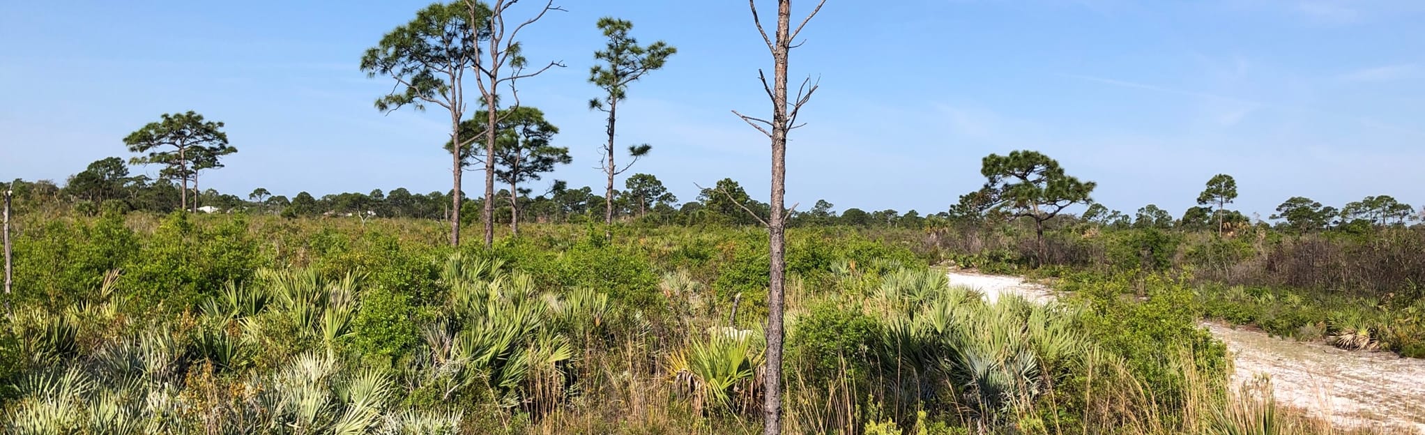 Malabar Scrub Sanctuary Trail - EyJidWNrZXQiOiJhc3NldHMuYWxsdHJhaWxzLmNvbSIsImtleSI6InVwbG9hZHMvcGhvdG8vaW1hZ2UvMjIzNTEwNTEvYTBiODFiNTU5M2M2Njc1YzZiOTVjZTkzNThmN2E1YjcuanBnIiwiZWRpdHMiOnsidG9Gb3JtYXQiOiJqcGVnIiwicmVzaXplIjp7IndpZHRoIjoyMDQ0LCJoZWlnaHQiOjYyNCwiZml0IjoiY292ZXIifSwicm90YXRlIjpudWxsLCJqcGVnIjp7InRyZWxsaXNRdWFudGlzYXRpb24iOnRydWUsIm92ZXJzaG9vdERlcmluZ2luZyI6dHJ1ZSwib3B0aW1pc2VTY2FucyI6dHJ1ZSwicXVhbnRpc2F0aW9uVGFibGUiOjN9fX0=