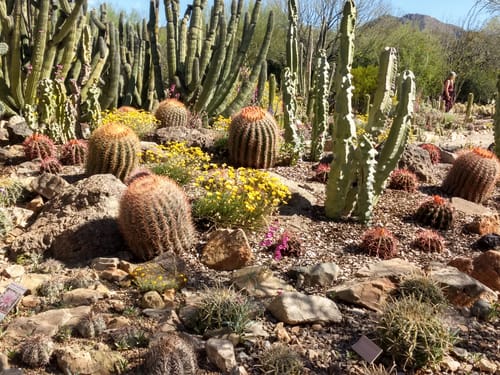 Arizona-sonora Desert Museum Map