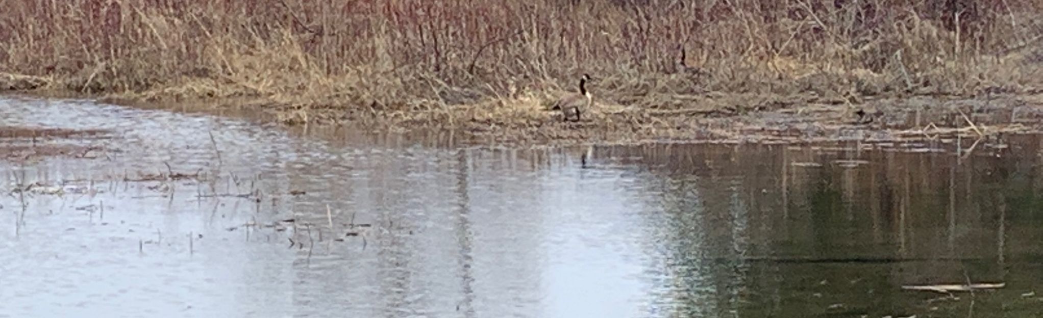 Almond Lake 11 Reviews, Map New York AllTrails